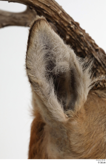 European roe deer ear 0015.jpg